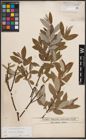 Foto von Salix caprea L. x Salix eleagnos Scop.